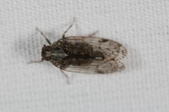 Melanoliarus placitus