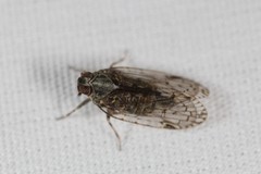 Melanoliarus placitus