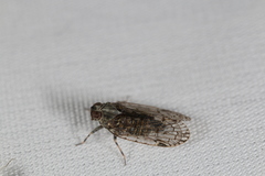 Melanoliarus placitus