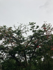Delonix regia