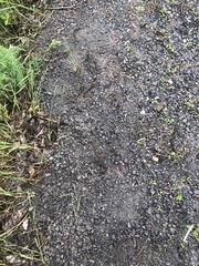 Emydoidea blandingii