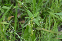Liparis loeselii