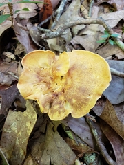 Cantharellus lewisii image