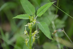 Liparis loeselii