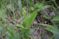 Liparis loeselii