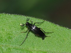 Macrosiagon linearis