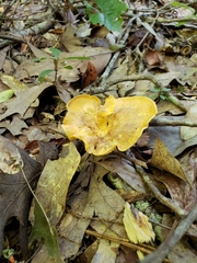 Cantharellus lewisii image