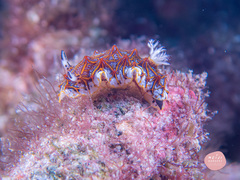 Halgerda tessellata