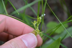 Liparis loeselii