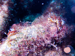 Halgerda tessellata