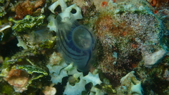 Rhopalaea circula