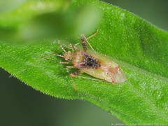 Phytocoris tibialis