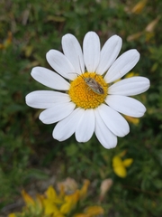 Calocoris roseomaculatus