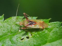 Phytocoris tibialis