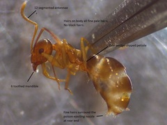 Prolasius advena