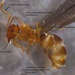 Small Brown Bush Ant - Photo (c) Jessica Chen, some rights reserved (CC BY-NC), uploaded by Jessica Chen