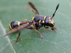Polybiomyia