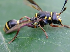 Polybiomyia