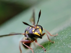 Polybiomyia