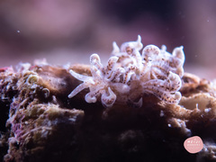 Phyllodesmium macphersonae