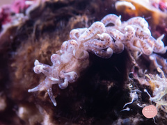 Phyllodesmium macphersonae