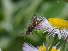 Nomada erigeronis