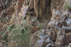 Dudleya cymosa crebrifolia