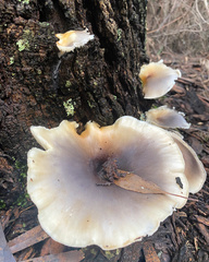 Omphalotus nidiformis