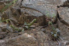 Dudleya cymosa crebrifolia