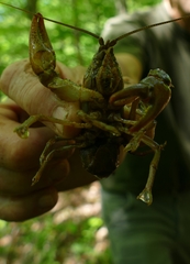 Cambarus carinirostris