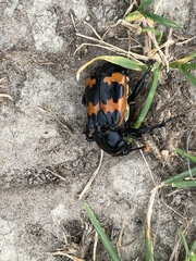 Nicrophorus marginatus