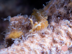Limenandra rosanae