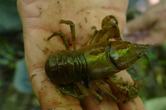 Cambarus carinirostris