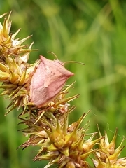 Euschistus ictericus