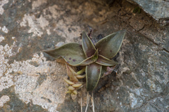 Dudleya cymosa crebrifolia