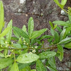 Zanthoxylum asiaticum