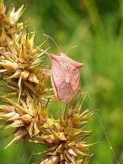 Euschistus ictericus