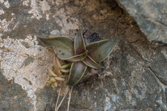 Dudleya cymosa crebrifolia