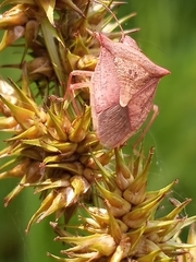 Euschistus ictericus