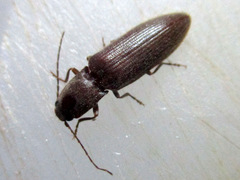 Hemicrepidius nemnonius