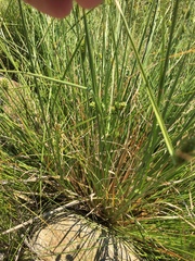 Carex extensa