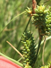 Carex extensa