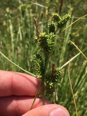 Carex extensa