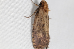 Acrolophus propinqua