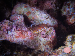 Halgerda tessellata