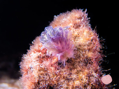 Polybranchia orientalis