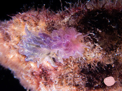 Polybranchia orientalis