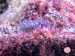 Polybranchia orientalis