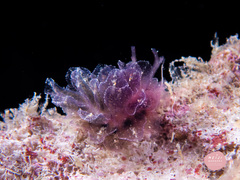 Polybranchia orientalis