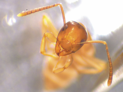 Prolasius advena